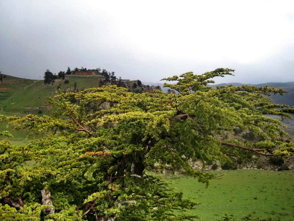 ولاية خنشلة